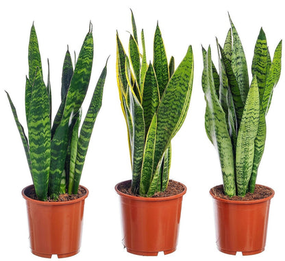 Snake Plant, Sansevieria Trifasciata, Laurentii, indoor - www.FOP.ae Buy online Best and Healthy Plants and quality products guarantee in Dubai Plants Shop in Dubai Abu Dhabi all over UAE Plants near me Fresh Plants in Dubai where to buy plants in UAE - FOP.ae