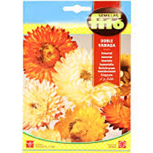 Helichrysum Monstruosum Double Mixed Seeds - www.FOP.ae Buy online Best and Healthy Plants and quality products guarantee in Dubai Plants Shop in Dubai Abu Dhabi all over UAE Plants near me Fresh Plants in Dubai where to buy plants in UAE - FOP.ae