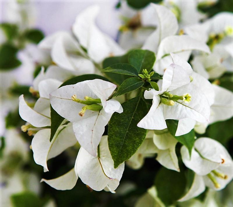 Bougainvillea Glabra White - www.FOP.ae Buy online Best and Healthy Plants and quality products guarantee in Dubai Plants Shop in Dubai Abu Dhabi all over UAE Plants near me Fresh Plants in Dubai where to buy plants in UAE - FOP.ae
