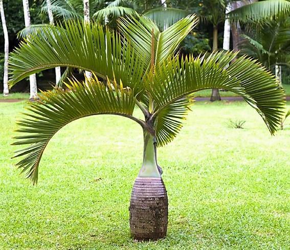Bottle Palm, Hyophorbe Lagenicaulis - www.FOP.ae Buy online Best and Healthy Plants and quality products guarantee in Dubai Plants Shop in Dubai Abu Dhabi all over UAE Plants near me Fresh Plants in Dubai where to buy plants in UAE - FOP.ae