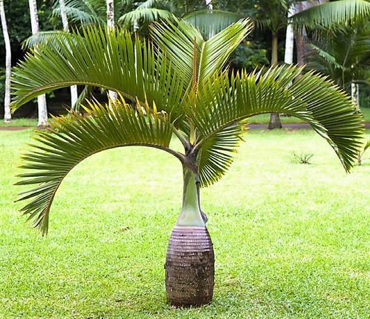 Bottle Palm, Hyophorbe Lagenicaulis - www.FOP.ae Buy online Best and Healthy Plants and quality products guarantee in Dubai Plants Shop in Dubai Abu Dhabi all over UAE Plants near me Fresh Plants in Dubai where to buy plants in UAE - FOP.ae