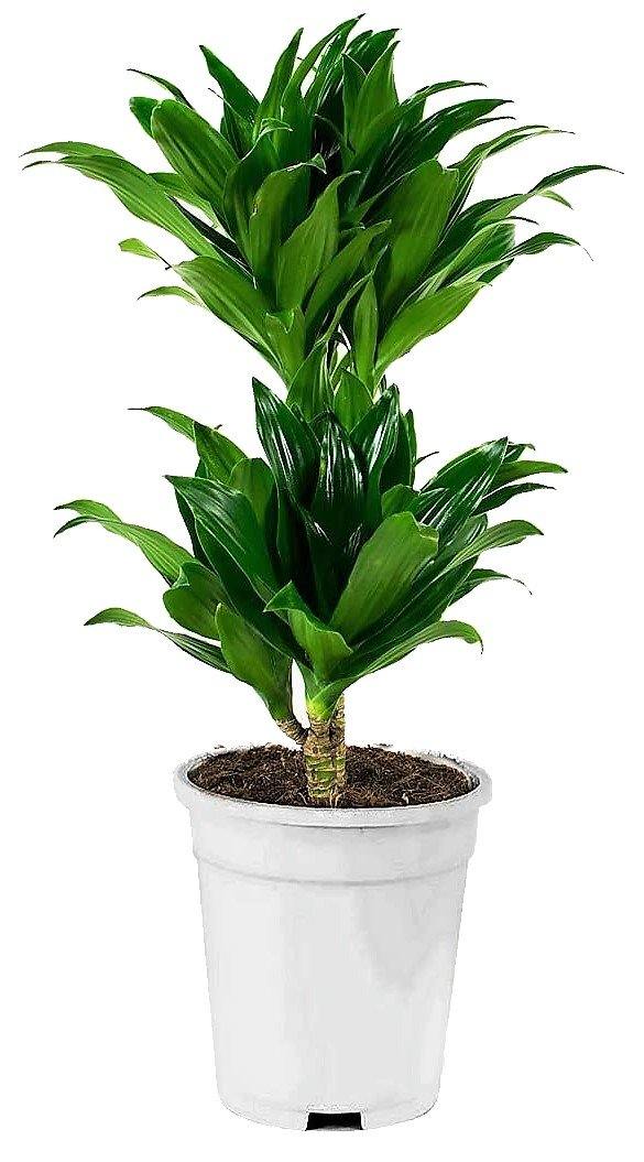 Dracaena Fragrans, Compacta - www.FOP.ae Buy online Best and Healthy Plants and quality products guarantee in Dubai Plants Shop in Dubai Abu Dhabi all over UAE Plants near me Fresh Plants in Dubai where to buy plants in UAE - FOP.ae