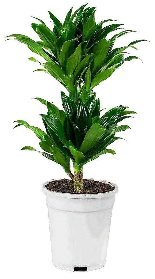Dracaena Fragrans, Compacta - www.FOP.ae Buy online Best and Healthy Plants and quality products guarantee in Dubai Plants Shop in Dubai Abu Dhabi all over UAE Plants near me Fresh Plants in Dubai where to buy plants in UAE - FOP.ae