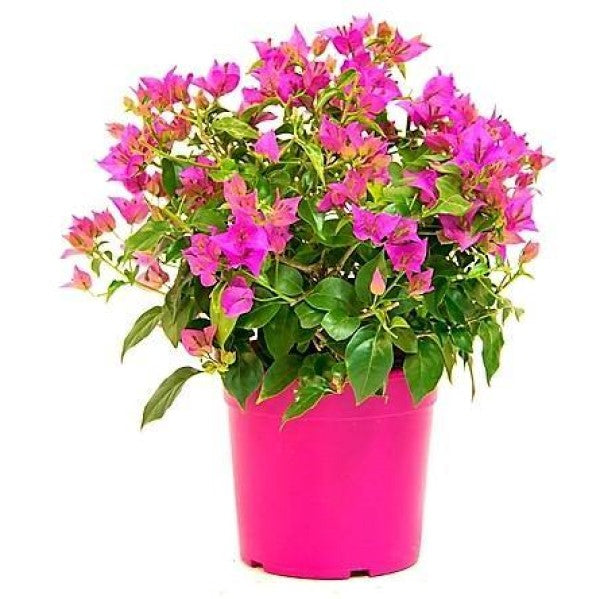 Bougainvillea Pink Pixie - www.FOP.ae Buy online Best and Healthy Plants and quality products guarantee in Dubai Plants Shop in Dubai Abu Dhabi all over UAE Plants near me Fresh Plants in Dubai where to buy plants in UAE - FOP.ae