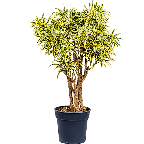 Dracaena Reflexa, Song of India, Pleomele - www.FOP.ae Buy online Best and Healthy Plants and quality products guarantee in Dubai Plants Shop in Dubai Abu Dhabi all over UAE Plants near me Fresh Plants in Dubai where to buy plants in UAE - FOP.ae
