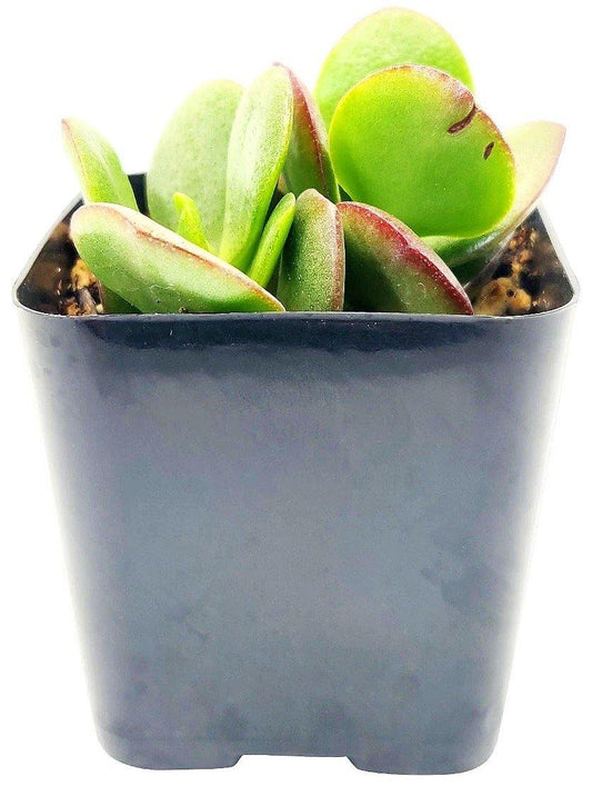 Crassula ovata Mini, Dollar Plant, Jade Plant - www.FOP.ae Buy online Best and Healthy Plants and quality products guarantee in Dubai Plants Shop in Dubai Abu Dhabi all over UAE Plants near me Fresh Plants in Dubai where to buy plants in UAE - FOP.ae