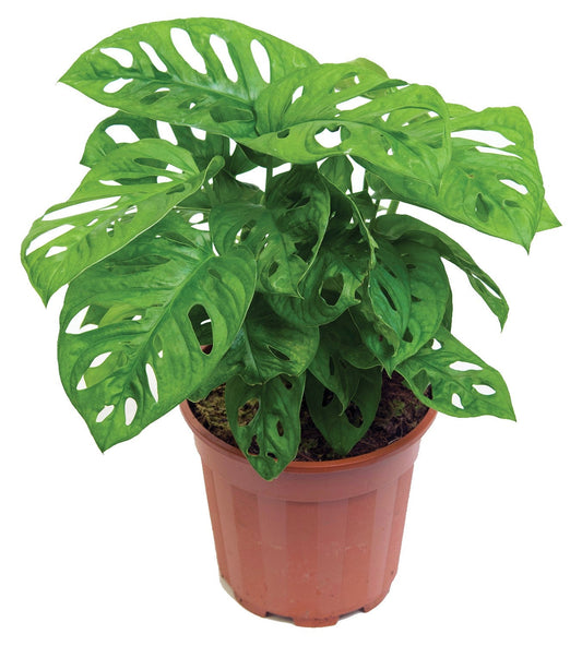 Monstera Adansonii, Swiss Cheese Plant - www.FOP.ae Buy online Best and Healthy Plants and quality products guarantee in Dubai Plants Shop in Dubai Abu Dhabi all over UAE Plants near me Fresh Plants in Dubai where to buy plants in UAE - FOP.ae