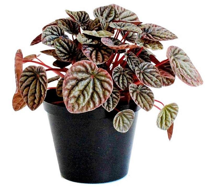 Peperomia Red Luna - www.FOP.ae Buy online Best and Healthy Plants and quality products guarantee in Dubai Plants Shop in Dubai Abu Dhabi all over UAE Plants near me Fresh Plants in Dubai where to buy plants in UAE - FOP.ae