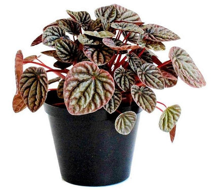 Peperomia Red Luna - www.FOP.ae Buy online Best and Healthy Plants and quality products guarantee in Dubai Plants Shop in Dubai Abu Dhabi all over UAE Plants near me Fresh Plants in Dubai where to buy plants in UAE - FOP.ae