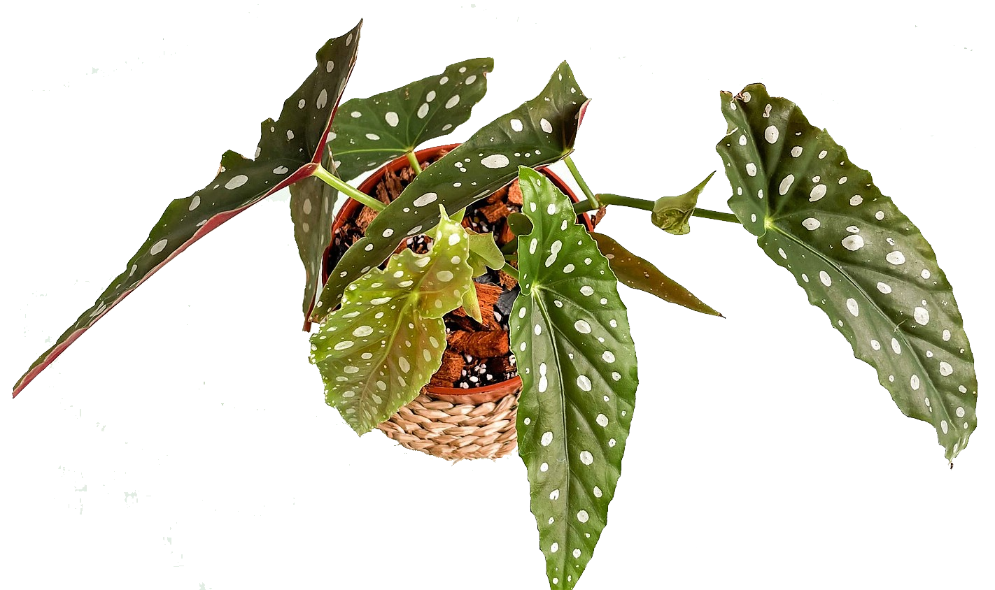Polka Dot begonia, Begonia Maculata - www.FOP.ae Buy online Best and Healthy Plants and quality products guarantee in Dubai Plants Shop in Dubai Abu Dhabi all over UAE Plants near me Fresh Plants in Dubai where to buy plants in UAE - FOP.ae