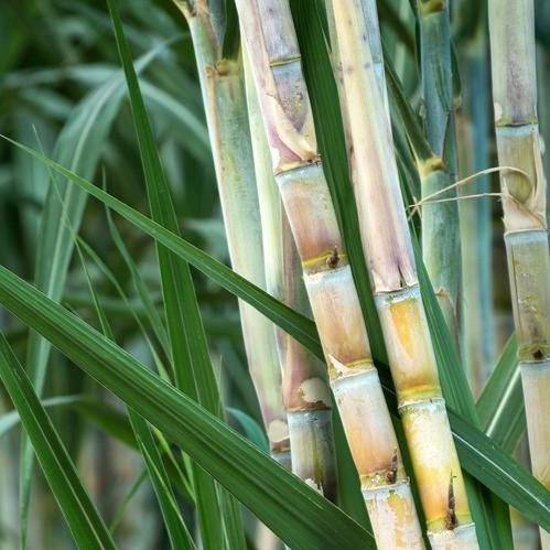 Saccharum Officinarum, Sugarcane, قصب السكر - www.FOP.ae Buy online Best and Healthy Plants and quality products guarantee in Dubai Plants Shop in Dubai Abu Dhabi all over UAE Plants near me Fresh Plants in Dubai where to buy plants in UAE - FOP.ae