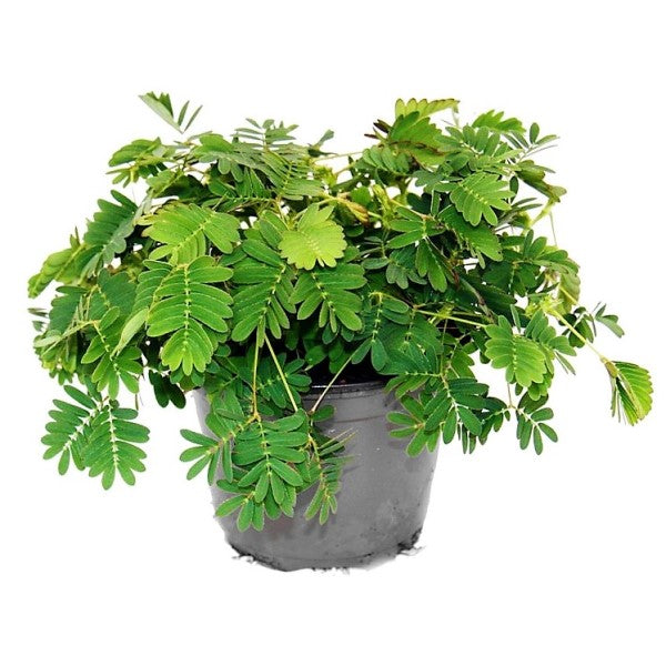 Touch me not, Mimosa Pudica - www.FOP.ae Buy online Best and Healthy Plants and quality products guarantee in Dubai Plants Shop in Dubai Abu Dhabi all over UAE Plants near me Fresh Plants in Dubai where to buy plants in UAE - FOP.ae