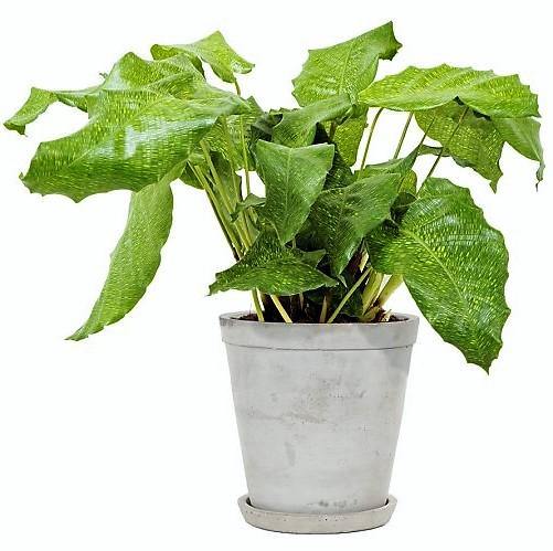 Calathea Mosaica, Network - www.FOP.ae Buy online Best and Healthy Plants and quality products guarantee in Dubai Plants Shop in Dubai Abu Dhabi all over UAE Plants near me Fresh Plants in Dubai where to buy plants in UAE - FOP.ae