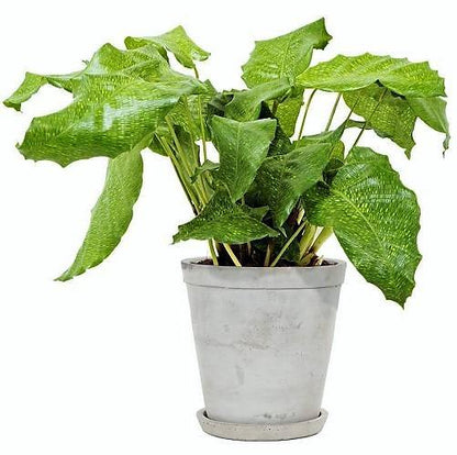 Calathea Mosaica, Network - www.FOP.ae Buy online Best and Healthy Plants and quality products guarantee in Dubai Plants Shop in Dubai Abu Dhabi all over UAE Plants near me Fresh Plants in Dubai where to buy plants in UAE - FOP.ae