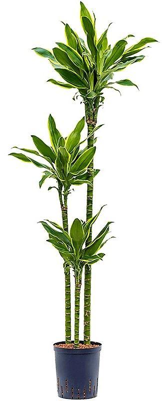 Dracaena Fragrans, Golden Coast - www.FOP.ae Buy online Best and Healthy Plants and quality products guarantee in Dubai Plants Shop in Dubai Abu Dhabi all over UAE Plants near me Fresh Plants in Dubai where to buy plants in UAE - FOP.ae