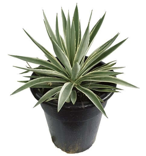 Agave Angustifolia, Caribbean - www.FOP.ae Buy online Best and Healthy Plants and quality products guarantee in Dubai Plants Shop in Dubai Abu Dhabi all over UAE Plants near me Fresh Plants in Dubai where to buy plants in UAE - FOP.ae