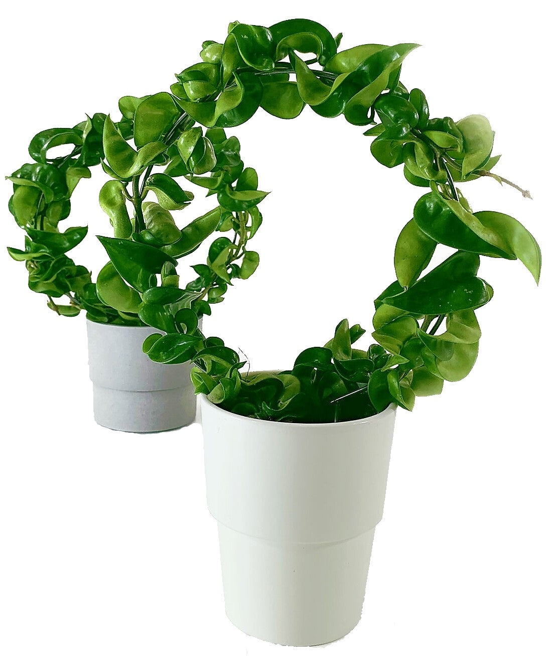 Rope Plant, Hoya Carnosa Compacta, Porcelain Flower - www.FOP.ae Buy online Best and Healthy Plants and quality products guarantee in Dubai Plants Shop in Dubai Abu Dhabi all over UAE Plants near me Fresh Plants in Dubai where to buy plants in UAE - FOP.ae