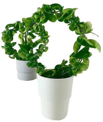 Rope Plant, Hoya Carnosa Compacta, Porcelain Flower - www.FOP.ae Buy online Best and Healthy Plants and quality products guarantee in Dubai Plants Shop in Dubai Abu Dhabi all over UAE Plants near me Fresh Plants in Dubai where to buy plants in UAE - FOP.ae