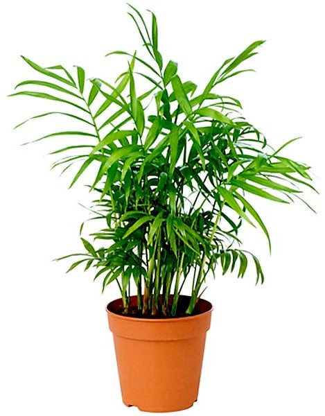 Parlour Palm, Bamboo Palm, Chamaedorea elegans - www.FOP.ae Buy online Best and Healthy Plants and quality products guarantee in Dubai Plants Shop in Dubai Abu Dhabi all over UAE Plants near me Fresh Plants in Dubai where to buy plants in UAE - FOP.ae