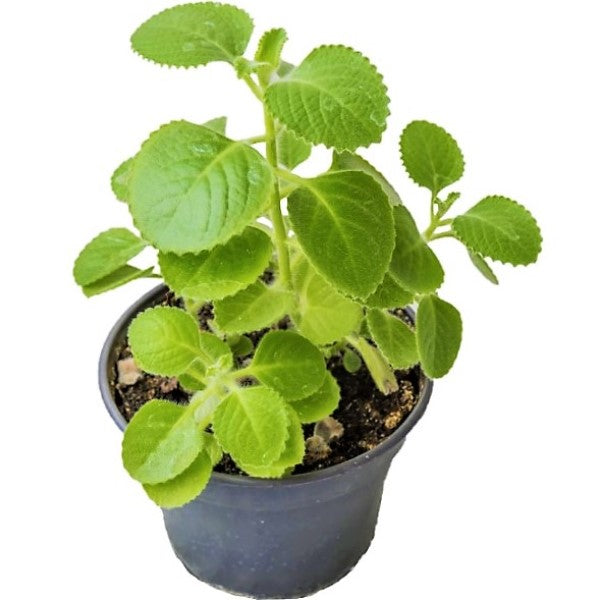 Oregano Cuban, Spanish thyme, Indian borage, Mexican mint - www.FOP.ae Buy online Best and Healthy Plants and quality products guarantee in Dubai Plants Shop in Dubai Abu Dhabi all over UAE Plants near me Fresh Plants in Dubai where to buy plants in UAE - FOP.ae