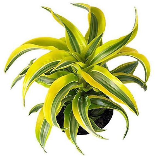 Dracaena Lemon Lime Mini - www.FOP.ae Buy online Best and Healthy Plants and quality products guarantee in Dubai Plants Shop in Dubai Abu Dhabi all over UAE Plants near me Fresh Plants in Dubai where to buy plants in UAE - FOP.ae