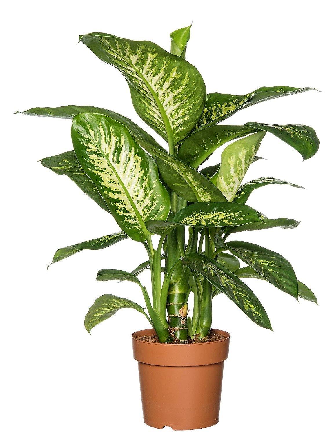 Dieffenbachia Seguine, Tropic Snow - www.FOP.ae Buy online Best and Healthy Plants and quality products guarantee in Dubai Plants Shop in Dubai Abu Dhabi all over UAE Plants near me Fresh Plants in Dubai where to buy plants in UAE - FOP.ae