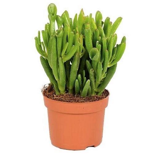 Crassula Ovata, Hobbit - www.FOP.ae Buy online Best and Healthy Plants and quality products guarantee in Dubai Plants Shop in Dubai Abu Dhabi all over UAE Plants near me Fresh Plants in Dubai where to buy plants in UAE - FOP.ae