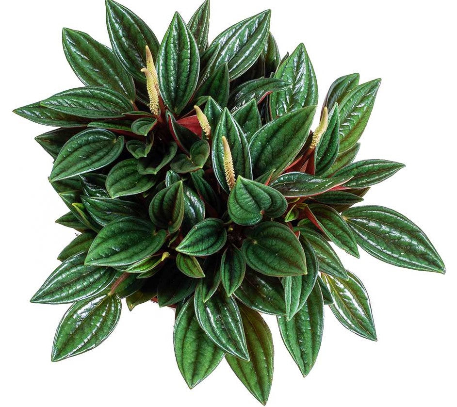 Peperomia Caperata - www.FOP.ae Buy online Best and Healthy Plants and quality products guarantee in Dubai Plants Shop in Dubai Abu Dhabi all over UAE Plants near me Fresh Plants in Dubai where to buy plants in UAE - FOP.ae