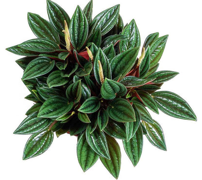 Peperomia Caperata - www.FOP.ae Buy online Best and Healthy Plants and quality products guarantee in Dubai Plants Shop in Dubai Abu Dhabi all over UAE Plants near me Fresh Plants in Dubai where to buy plants in UAE - FOP.ae
