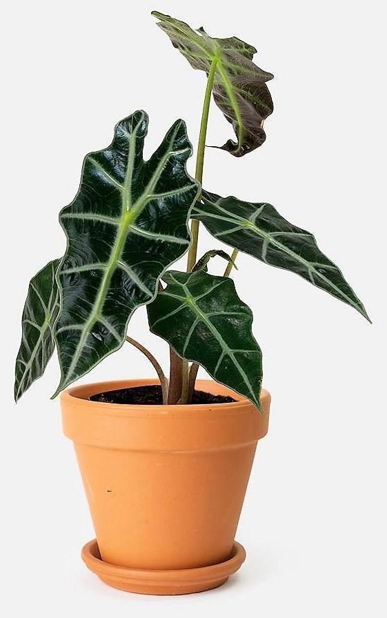 Alocasia Polly ,Elephant Ear, African Shield - www.FOP.ae Buy online Best and Healthy Plants and quality products guarantee in Dubai Plants Shop in Dubai Abu Dhabi all over UAE Plants near me Fresh Plants in Dubai where to buy plants in UAE - FOP.ae