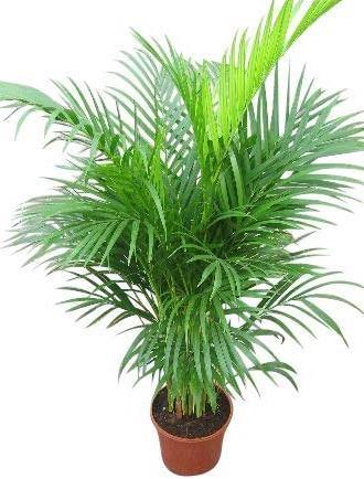 Areca Palm , Chrysalidocarpus lutescens (Indoor) - www.FOP.ae Buy online Best and Healthy Plants and quality products guarantee in Dubai Plants Shop in Dubai Abu Dhabi all over UAE Plants near me Fresh Plants in Dubai where to buy plants in UAE - FOP.ae