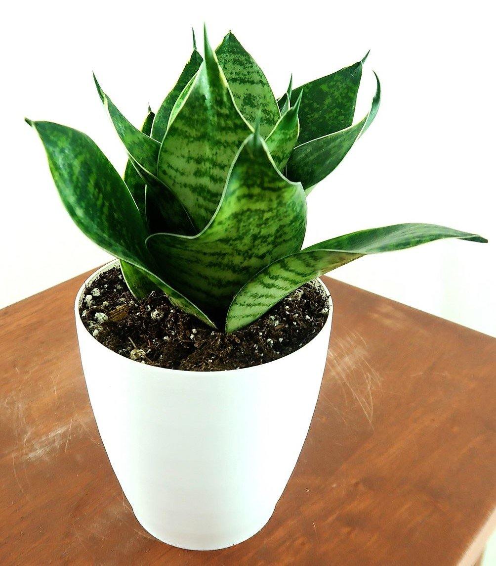 Birds Nest Snake, hahnii, Sansevieria Trifasciata Hahnii - www.FOP.ae Buy online Best and Healthy Plants and quality products guarantee in Dubai Plants Shop in Dubai Abu Dhabi all over UAE Plants near me Fresh Plants in Dubai where to buy plants in UAE - FOP.ae