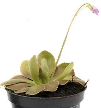 Butterworts , Sarracenia pinguicula - www.FOP.ae Buy online Best and Healthy Plants and quality products guarantee in Dubai Plants Shop in Dubai Abu Dhabi all over UAE Plants near me Fresh Plants in Dubai where to buy plants in UAE - FOP.ae