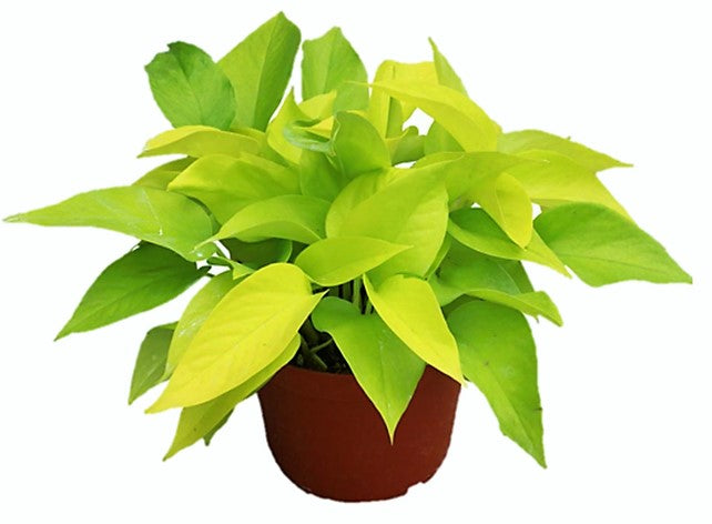 Neon Pothos - www.FOP.ae Buy online Best and Healthy Plants and quality products guarantee in Dubai Plants Shop in Dubai Abu Dhabi all over UAE Plants near me Fresh Plants in Dubai where to buy plants in UAE - FOP.ae