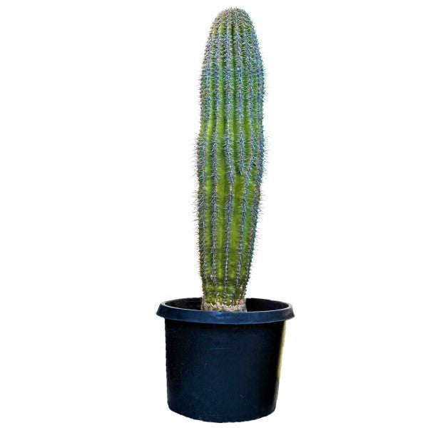 Saguaro Cactus - www.FOP.ae Buy online Best and Healthy Plants and quality products guarantee in Dubai Plants Shop in Dubai Abu Dhabi all over UAE Plants near me Fresh Plants in Dubai where to buy plants in UAE - FOP.ae