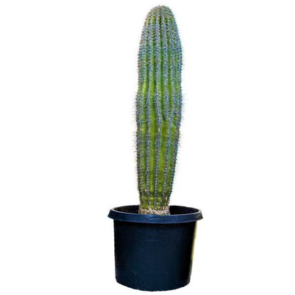 Saguaro Cactus - www.FOP.ae Buy online Best and Healthy Plants and quality products guarantee in Dubai Plants Shop in Dubai Abu Dhabi all over UAE Plants near me Fresh Plants in Dubai where to buy plants in UAE - FOP.ae