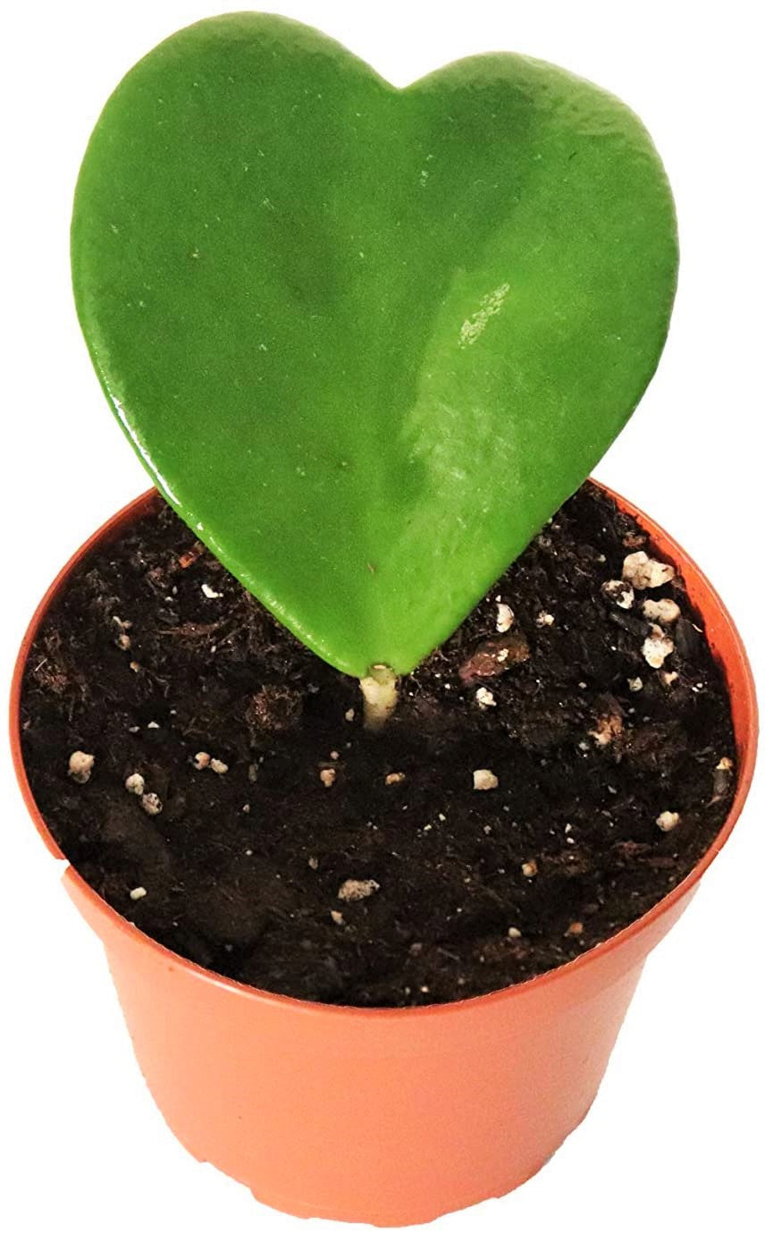 Lucky Heart, Hoya Kerrii - www.FOP.ae Buy online Best and Healthy Plants and quality products guarantee in Dubai Plants Shop in Dubai Abu Dhabi all over UAE Plants near me Fresh Plants in Dubai where to buy plants in UAE - FOP.ae