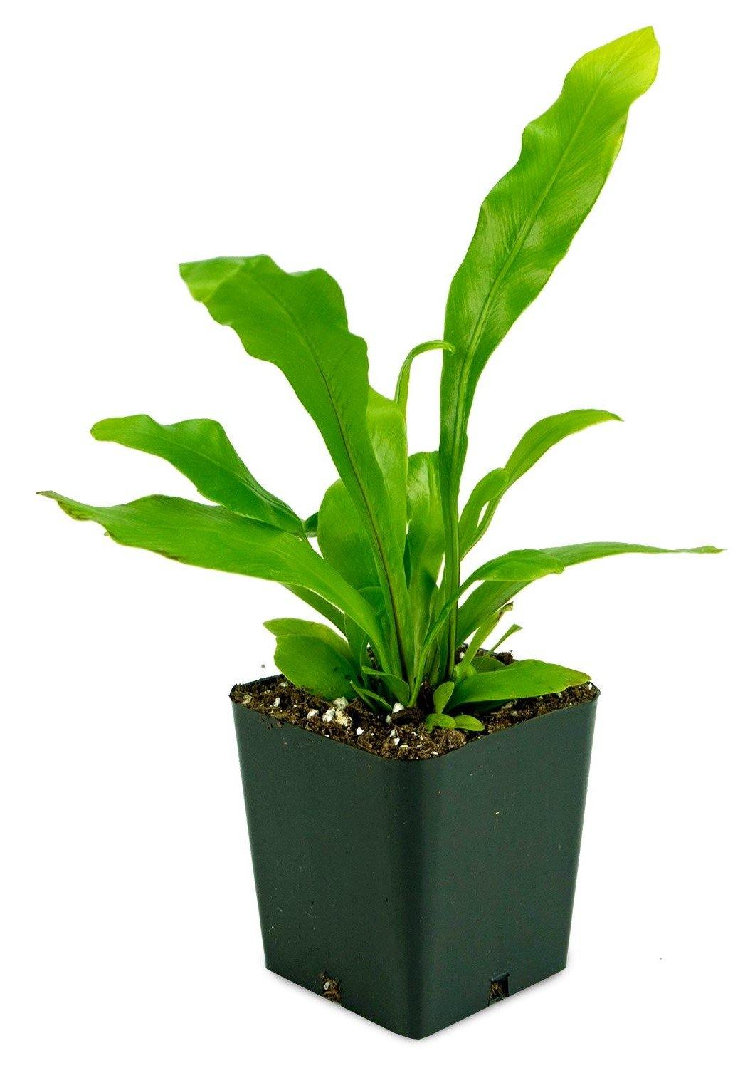 Bird’s Nest Fern, Asplenium Nidus - www.FOP.ae Buy online Best and Healthy Plants and quality products guarantee in Dubai Plants Shop in Dubai Abu Dhabi all over UAE Plants near me Fresh Plants in Dubai where to buy plants in UAE - FOP.ae