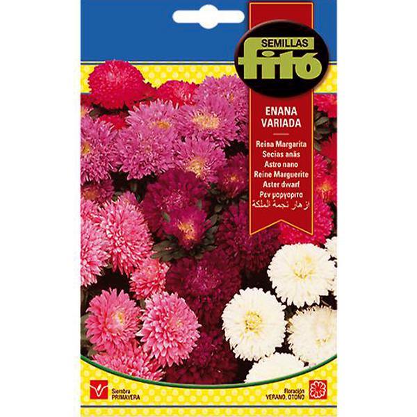 Aster Dwarf Queen Mixed Seeds - www.FOP.ae Buy online Best and Healthy Plants and quality products guarantee in Dubai Plants Shop in Dubai Abu Dhabi all over UAE Plants near me Fresh Plants in Dubai where to buy plants in UAE - FOP.ae