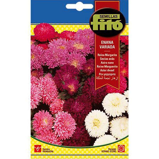 Aster Dwarf Queen Mixed Seeds - www.FOP.ae Buy online Best and Healthy Plants and quality products guarantee in Dubai Plants Shop in Dubai Abu Dhabi all over UAE Plants near me Fresh Plants in Dubai where to buy plants in UAE - FOP.ae
