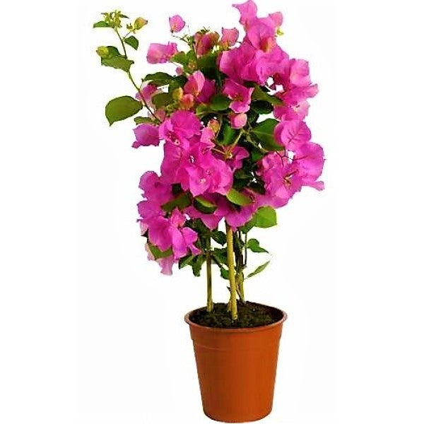 Bougainvillea Spectabilis Pink - www.FOP.ae Buy online Best and Healthy Plants and quality products guarantee in Dubai Plants Shop in Dubai Abu Dhabi all over UAE Plants near me Fresh Plants in Dubai where to buy plants in UAE - FOP.ae