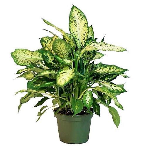 Dieffenbachia Seguine, Maroba, Mars - www.FOP.ae Buy online Best and Healthy Plants and quality products guarantee in Dubai Plants Shop in Dubai Abu Dhabi all over UAE Plants near me Fresh Plants in Dubai where to buy plants in UAE - FOP.ae