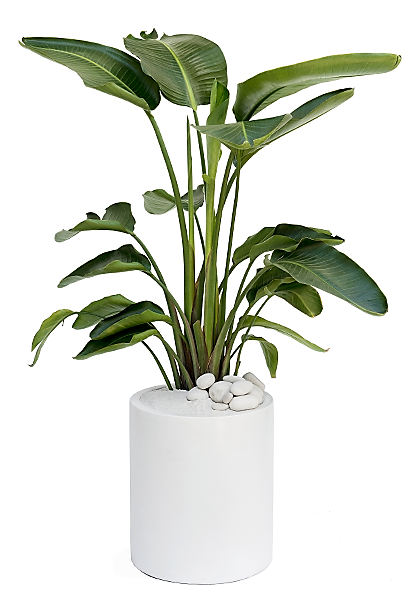 Bird of Paradise, Strelitzia Nicolai - www.FOP.ae Buy online Best and Healthy Plants and quality products guarantee in Dubai Plants Shop in Dubai Abu Dhabi all over UAE Plants near me Fresh Plants in Dubai where to buy plants in UAE - FOP.ae