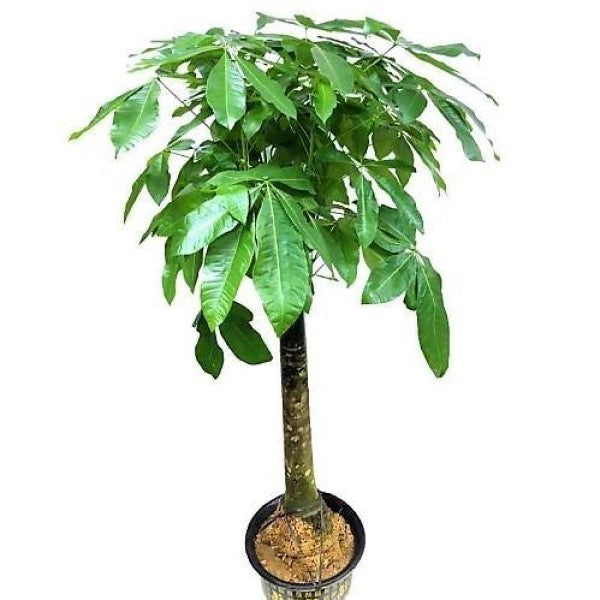 Pachira Aquatica, Money Tree - www.FOP.ae Buy online Best and Healthy Plants and quality products guarantee in Dubai Plants Shop in Dubai Abu Dhabi all over UAE Plants near me Fresh Plants in Dubai where to buy plants in UAE - FOP.ae