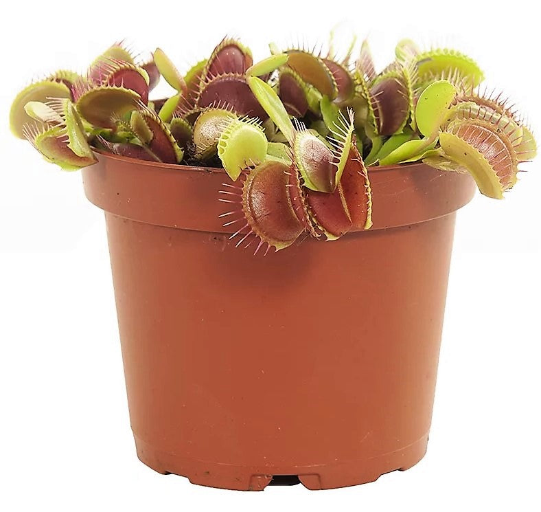 Venus Flytrap , Dionaea Muscipula - www.FOP.ae Buy online Best and Healthy Plants and quality products guarantee in Dubai Plants Shop in Dubai Abu Dhabi all over UAE Plants near me Fresh Plants in Dubai where to buy plants in UAE - FOP.ae