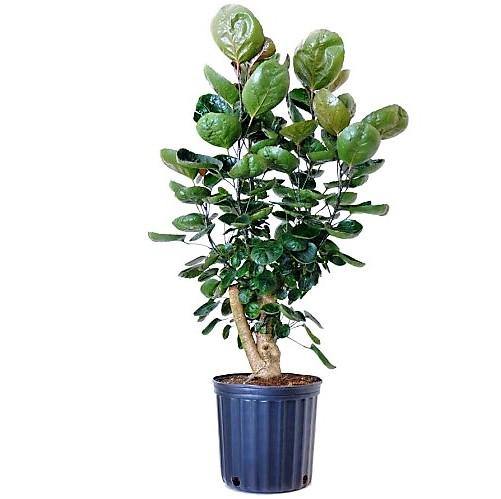 Aralia Fabian, Polyscias Fabian - www.FOP.ae Buy online Best and Healthy Plants and quality products guarantee in Dubai Plants Shop in Dubai Abu Dhabi all over UAE Plants near me Fresh Plants in Dubai where to buy plants in UAE - FOP.ae
