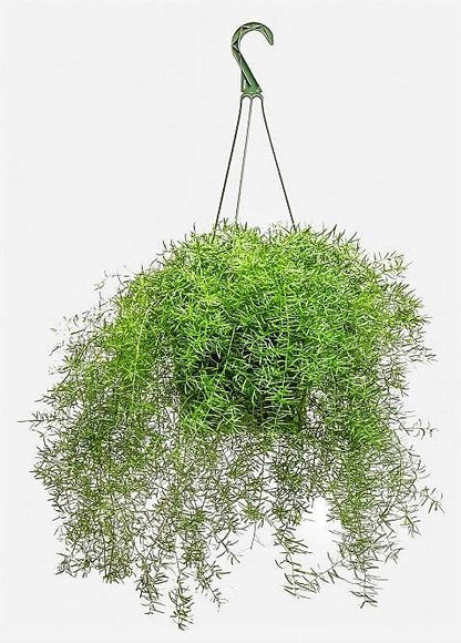 Asparagus Hanging - www.FOP.ae Buy online Best and Healthy Plants and quality products guarantee in Dubai Plants Shop in Dubai Abu Dhabi all over UAE Plants near me Fresh Plants in Dubai where to buy plants in UAE - FOP.ae