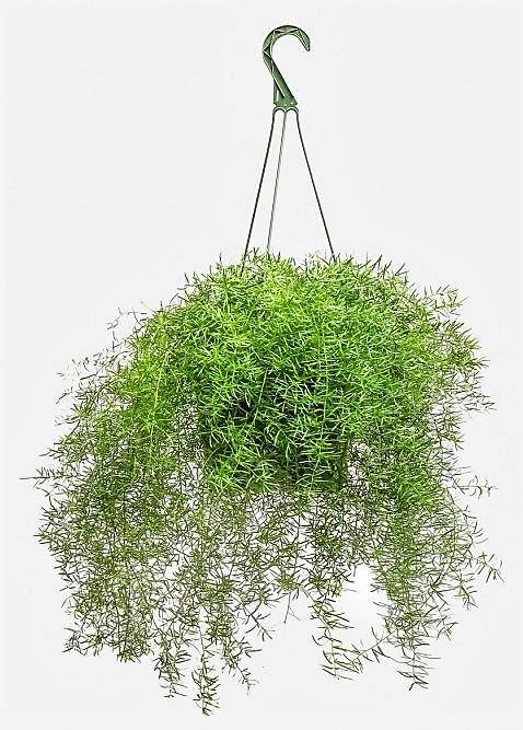 Asparagus Hanging - www.FOP.ae Buy online Best and Healthy Plants and quality products guarantee in Dubai Plants Shop in Dubai Abu Dhabi all over UAE Plants near me Fresh Plants in Dubai where to buy plants in UAE - FOP.ae