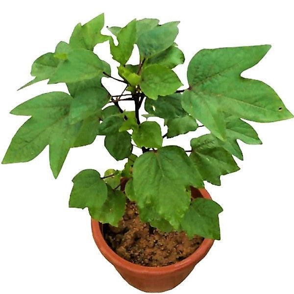 Hibiscus Sabdariffa, Roselle, Karkade - www.FOP.ae Buy online Best and Healthy Plants and quality products guarantee in Dubai Plants Shop in Dubai Abu Dhabi all over UAE Plants near me Fresh Plants in Dubai where to buy plants in UAE - FOP.ae