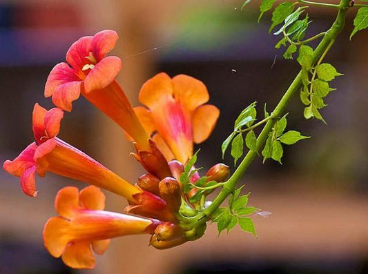 Campsis Radicans, Trumpet Vine - www.FOP.ae Buy online Best and Healthy Plants and quality products guarantee in Dubai Plants Shop in Dubai Abu Dhabi all over UAE Plants near me Fresh Plants in Dubai where to buy plants in UAE - FOP.ae